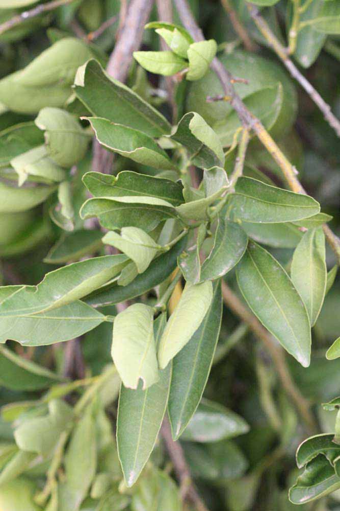              Sun leaves (Riverside, CA)       